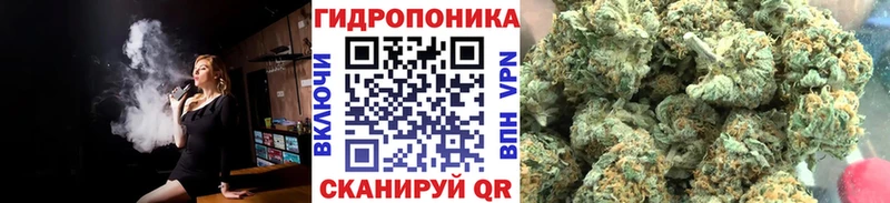 Конопля гибрид  Кореновск 
